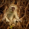 Kockodan cervenozeleny - Chlorocebus pygerythrus cynosuros - Vervet Monkey o0914